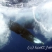 whale_humpback_h_00022_dom3408.jpg
